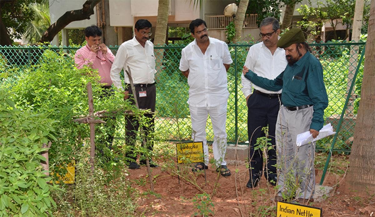 Cultivation medicinal plants